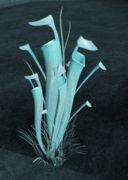 Plant.png
