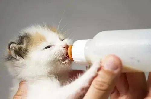 “成年猫每日肉量,精准喂养指南!”