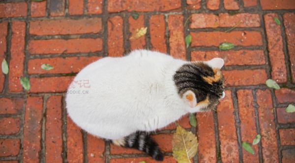 久坐不动的猫会将多余的碳水化合物储存为脂肪