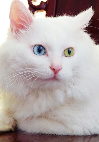 宠物猫饮食指南：从野猫到宠物猫