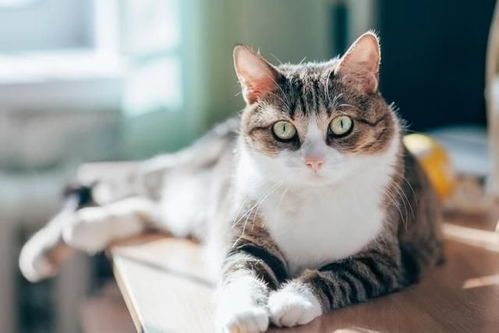 宠物猫饮食与卫生训练指南