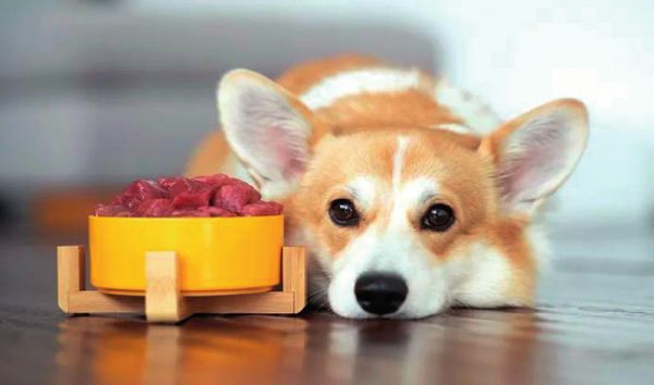 创业做狗饭，月入6万元？