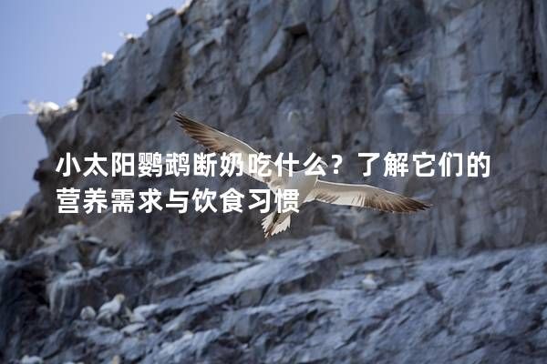 小太阳鹦鹉断奶吃什么？了解它们的营养需求与饮食习惯