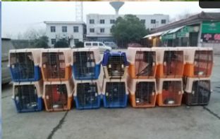 优质宠物搬家有保障
