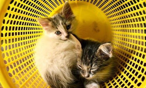 猫咪护理视频:清洁、喂食、玩耍,如何让新成年猫咪健康成长?