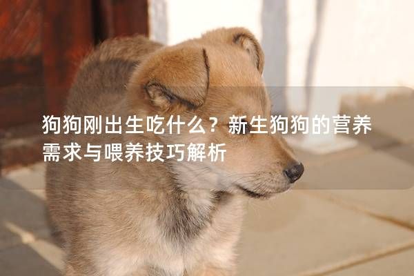 狗狗刚出生吃什么？新生狗狗的营养需求与喂养技巧解析