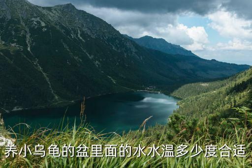 养小乌龟的盆里面的水水温多少度合适