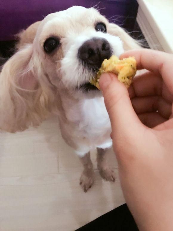 一宠主亲手给自家狗狗做了自制饭饭，网友：好有爱，真想买两盒！