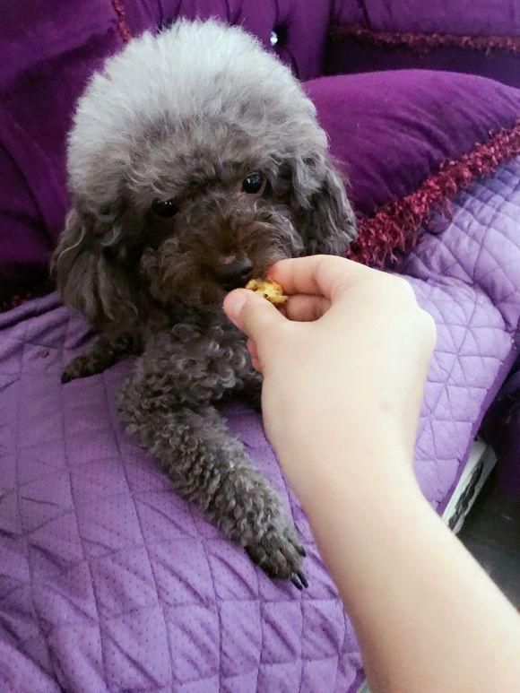 一宠主亲手给自家狗狗做了自制饭饭，网友：好有爱，真想买两盒！
