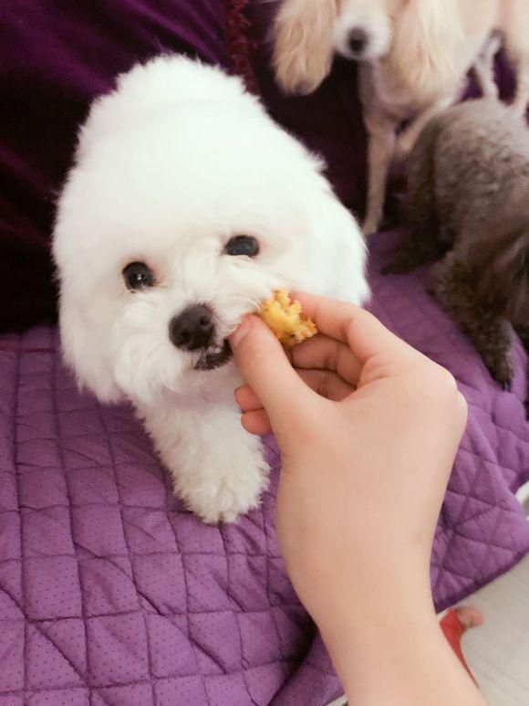 一宠主亲手给自家狗狗做了自制饭饭，网友：好有爱，真想买两盒！