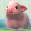 养育微型小猪(micropigk)