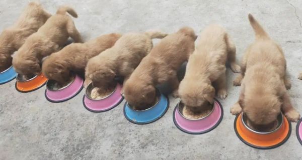 在宠物经济蓬勃发展的当下，宠物狗繁殖还能挣钱吗？