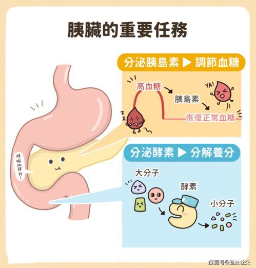 宠物拉肚子,速查消化问题