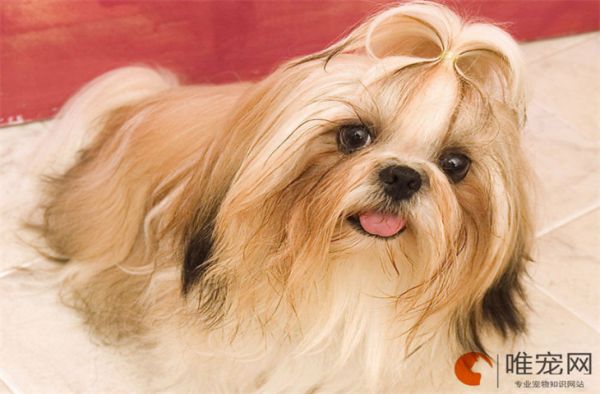3个月西施犬的食谱