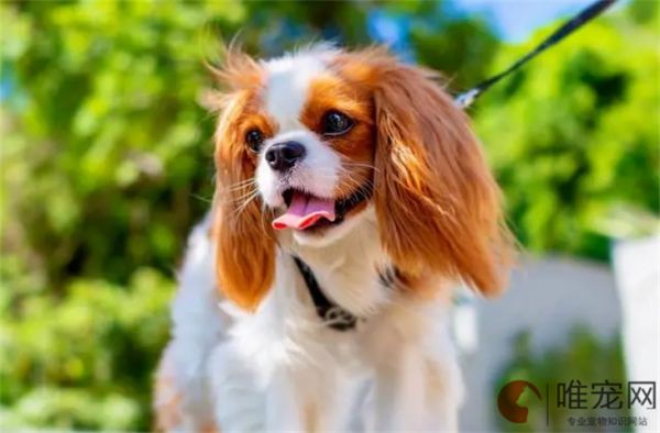 3个月查理王小猎犬的食谱