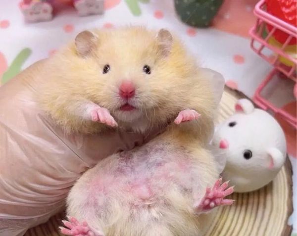 石狮哪里可以买到仓鼠？