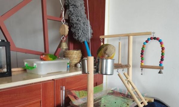 家养小鸟的合理饮食安排（探寻家养小鸟的营养需求及最佳食物选择）