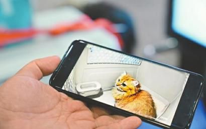 　　手机App可实时查看小猫的状态。