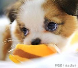 狗误食绿豆致死:揭秘宠物饮食误区