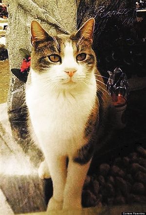 猫咪
