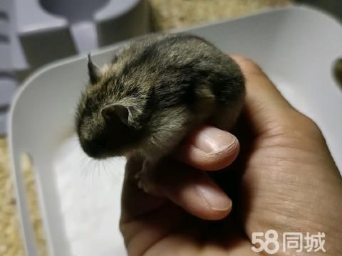 宿州宠物赠送/领养·小仓鼠找领养