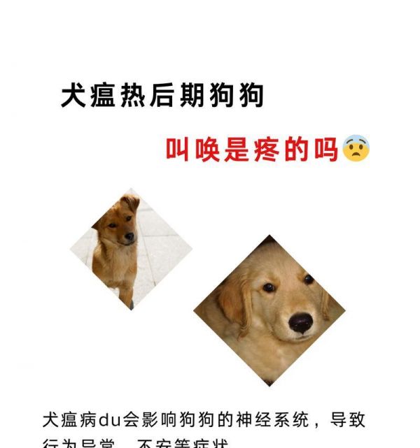 采用合理饮食加治疗，加速狗狗康复速度（以犬瘟治不好？只需合理饮食加治疗，狗狗会快速康复）