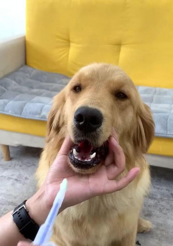 狗感冒了，该喂什么食物？