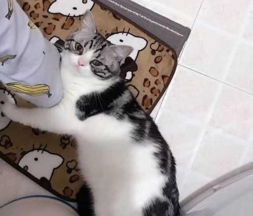 猫咪老去卫生间怎么办（如何为宠物猫咪创造一个舒适的生活环境）