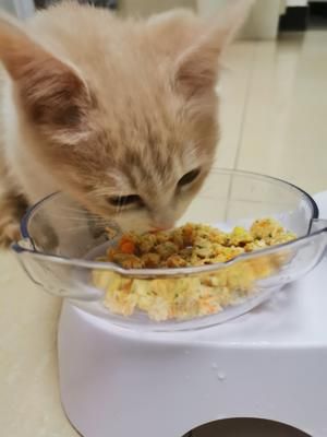 营养~猫粮的做法 步骤8