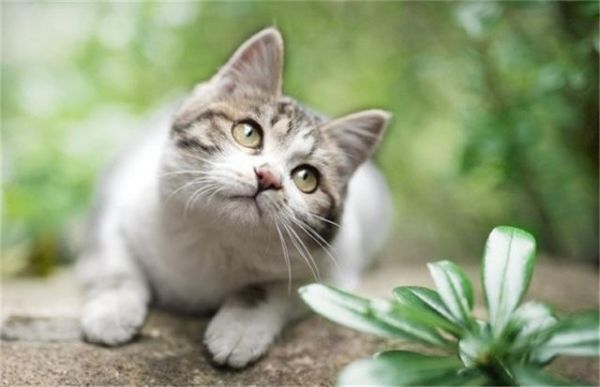 给猫咪自制猫饭，没有小鱼干猫咪也爱吃