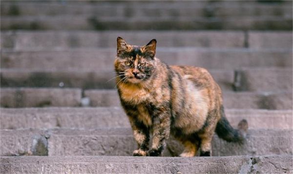 给猫咪自制猫饭，没有小鱼干猫咪也爱吃