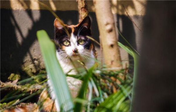 给猫咪自制猫饭，没有小鱼干猫咪也爱吃