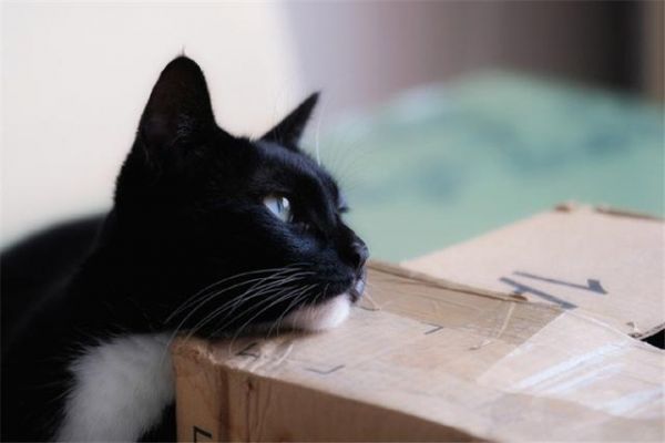 给猫咪自制猫饭，没有小鱼干猫咪也爱吃