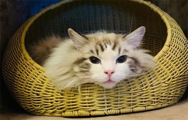 给猫咪自制猫饭，没有小鱼干猫咪也爱吃