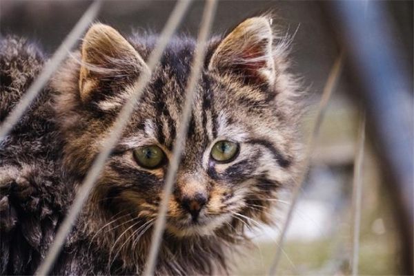 给猫咪自制猫饭，没有小鱼干猫咪也爱吃