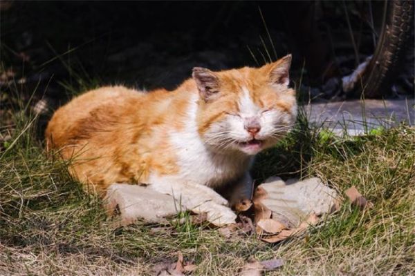 给猫咪自制猫饭，没有小鱼干猫咪也爱吃