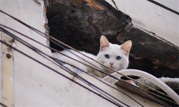 给猫咪自制猫饭，没有小鱼干猫咪也爱吃
