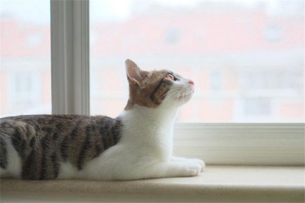 给猫咪自制猫饭，没有小鱼干猫咪也爱吃