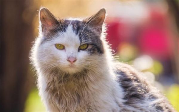 给猫咪自制猫饭，没有小鱼干猫咪也爱吃
