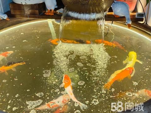 菏泽花鸟鱼虫·忍痛割爱低价出售古法缸流水罐一套，到手放鱼就可用。（大缸直径90公分）