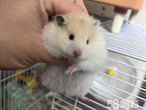 菏泽花鸟鱼虫·金丝熊家养，特价出20