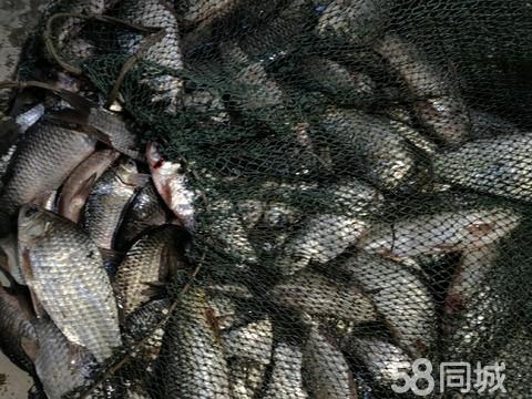 菏泽鲁西新区绿合田农产品销售店（个体工商户）·常年供货野生鲫鱼。