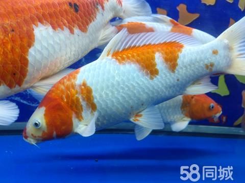 菏泽花鸟鱼虫·锦鲤出售 