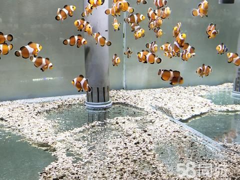 菏泽花鸟鱼虫·鱼缸安装，日常养护，新手开缸