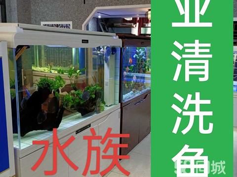 菏泽花鸟鱼虫·菏泽市专业清洗鱼缸，观赏鱼 ，鱼缸搬运