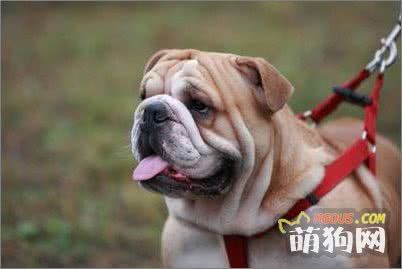 训育：6招犬主人教育须知