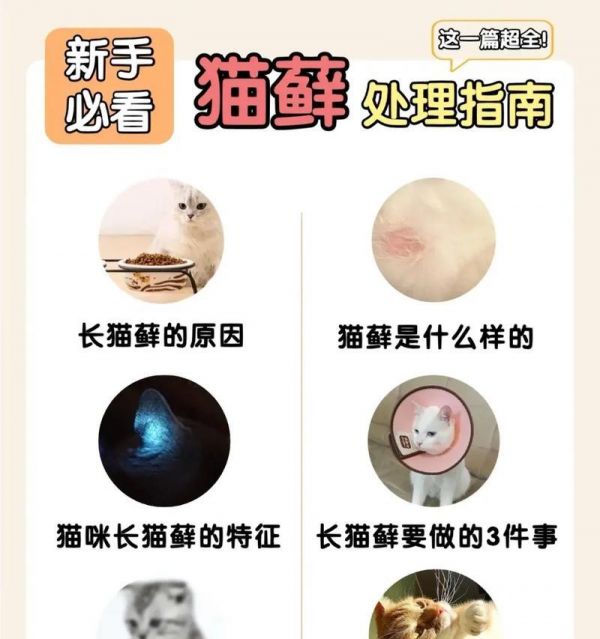 渴望猫粮为何会引发猫藓？