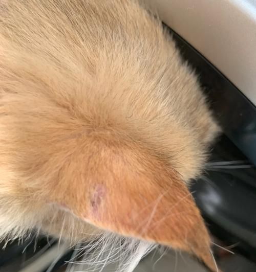 渴望猫粮为何会引发猫藓？