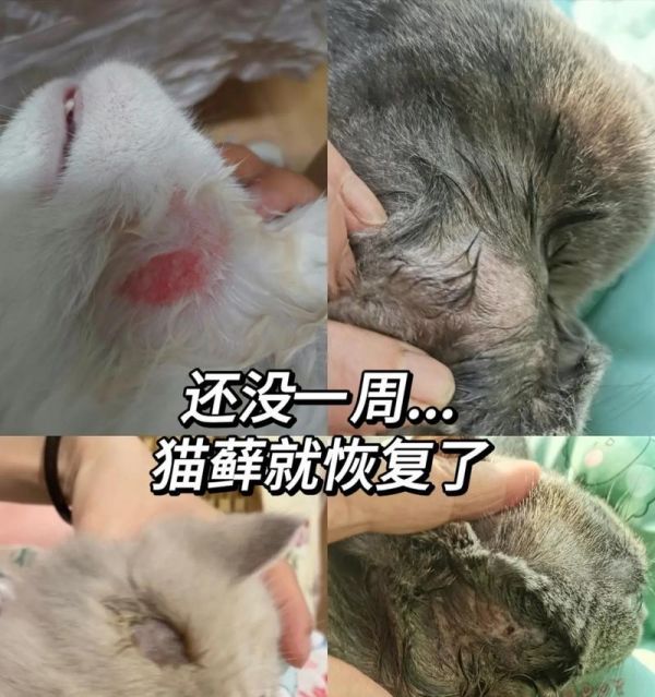 渴望猫粮为何会引发猫藓？