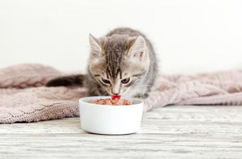 根据宠物口味和营养需求，挑选适合的烘焙猫粮。